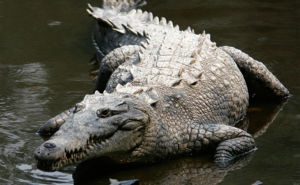 American Crocodile Clickable