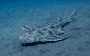 Angel Shark Clickable
