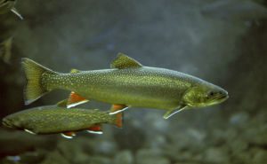 Arctic Char Clickable
