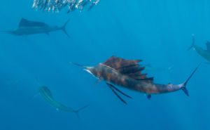 Billfish Featured