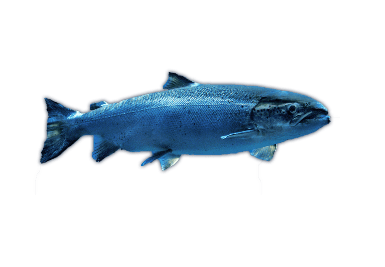 Atlantic Salmon Graphic