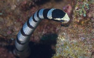 Banded Sea Krait Clickable