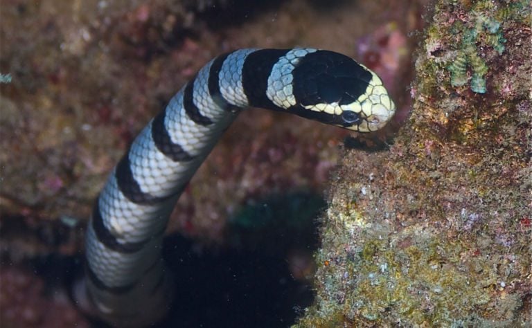 Banded Sea Krait Clickable