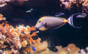 Barcheek (Orange-Spine) Unicornfish Clickable