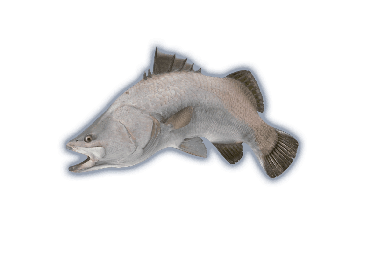 Sea Bass Ocean Animals