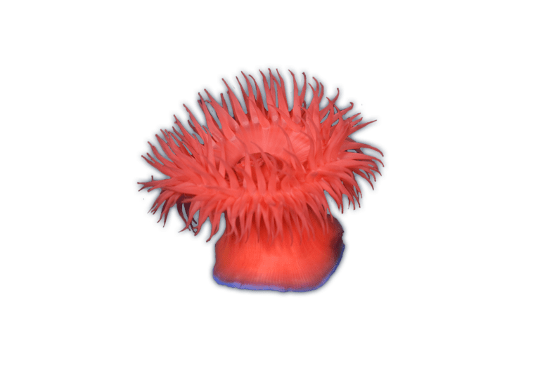 Sea Anemones Graphic