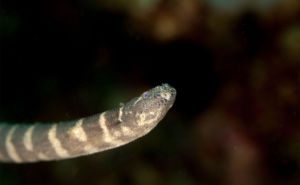 Beaked Sea Snake Clickable