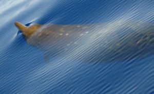 Beaked Whale Clickable