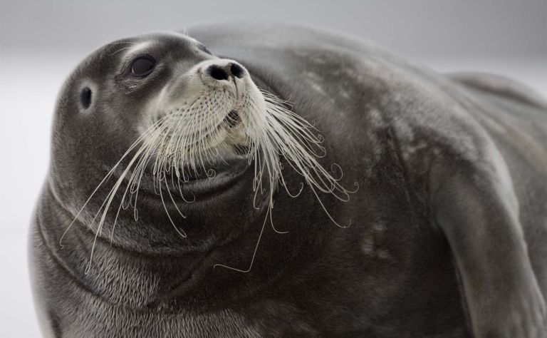 Bearded Seal Clickable