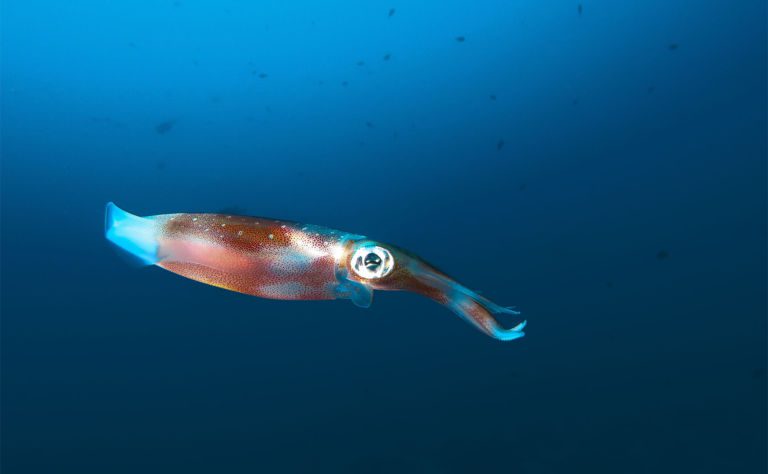 Bigfin Reef Squid Clickable