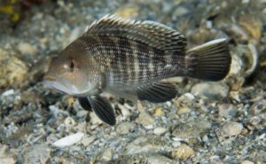 Black Sea Bass Clickable 2
