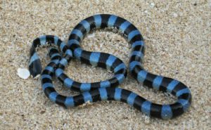 Blue-Banded Sea Krait Clickable