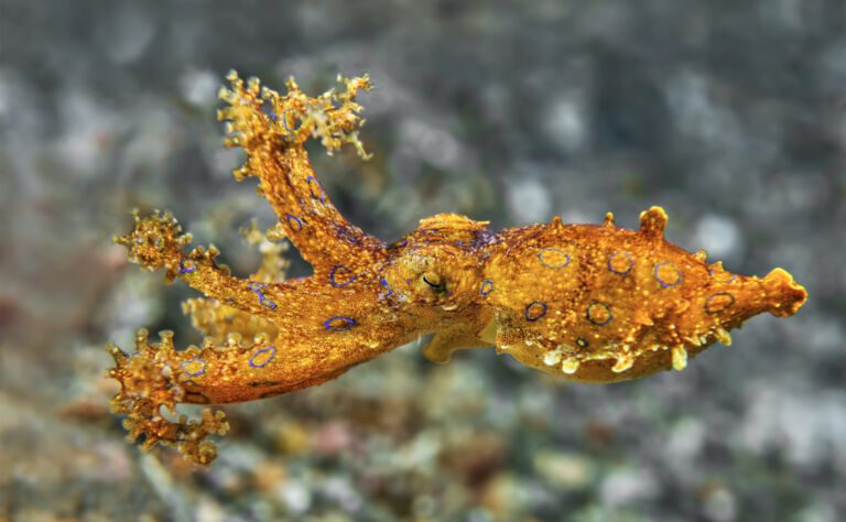 Blue-Ringed Octopus Clickable