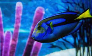 Royal (Regal) Blue Tang Clickable