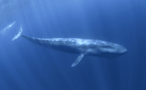 Blue Whale Clickable
