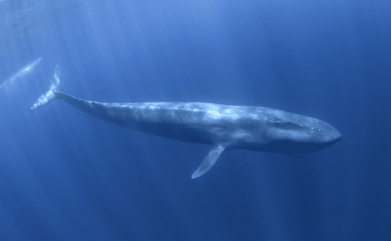 Blue Whale Clickable