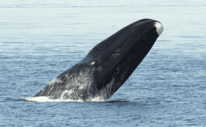 Bowhead Whale Clickable
