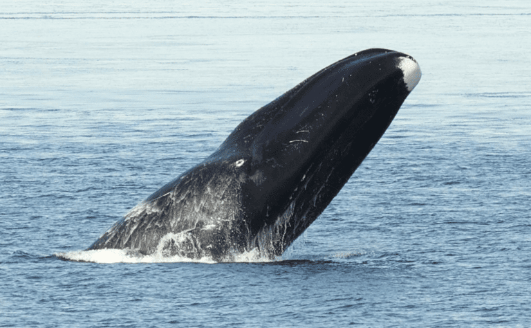 Bowhead Whale Clickable