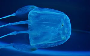Box Jellyfish Clickable