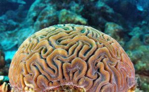 Brain Coral Clickable
