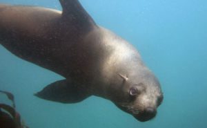 Brown Fur Seal Clickable