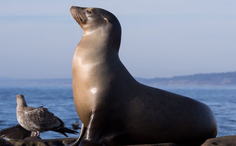 California Sea Lion Clickable