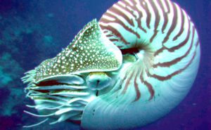 Chambered Nautilus Clickable