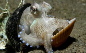 Coconut Octopus Clickable