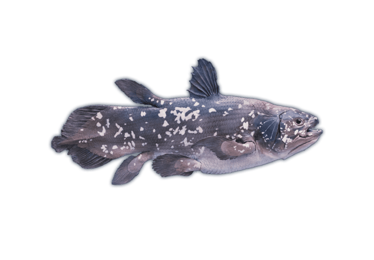 Coelacanth Graphic