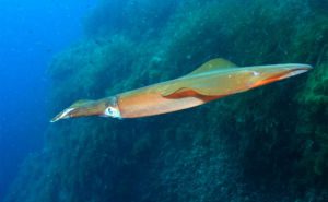 Common (European) Squid Clickable