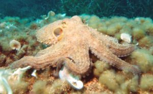 Common Octopus Clickable
