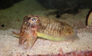 Common Cuttlefish Featured