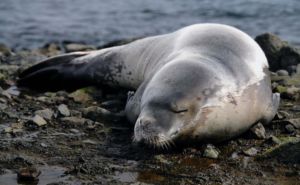 Crabeater Seal Clickable