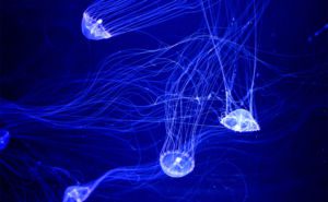 Crystal Jellyfish Clickable