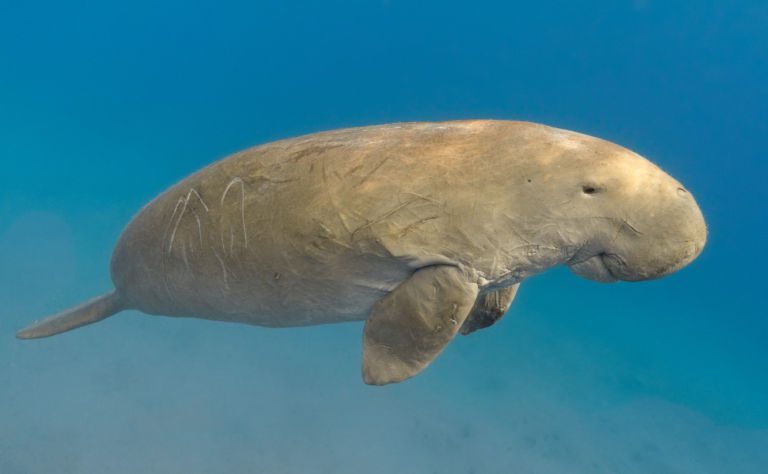 Dugong Clickable