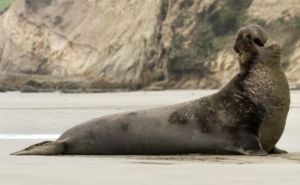 Elephant Seal Clickable 2