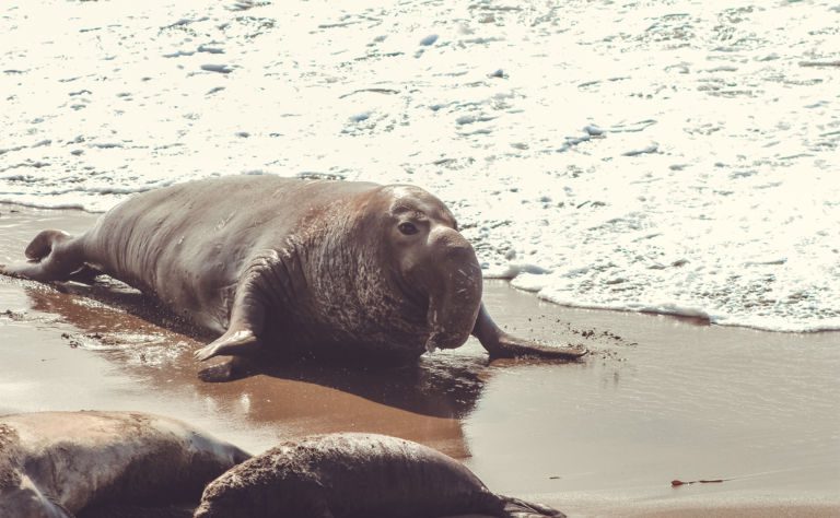 image of an elephant seal