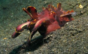 Flamboyant Cuttlefish