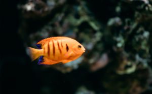 Flame Angelfish Clickable