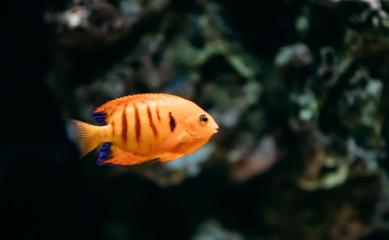 Flame Angelfish Clickable