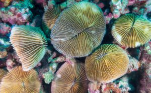 Fungia Coral Clickable