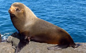 Galapagos Fur Seal Clickable