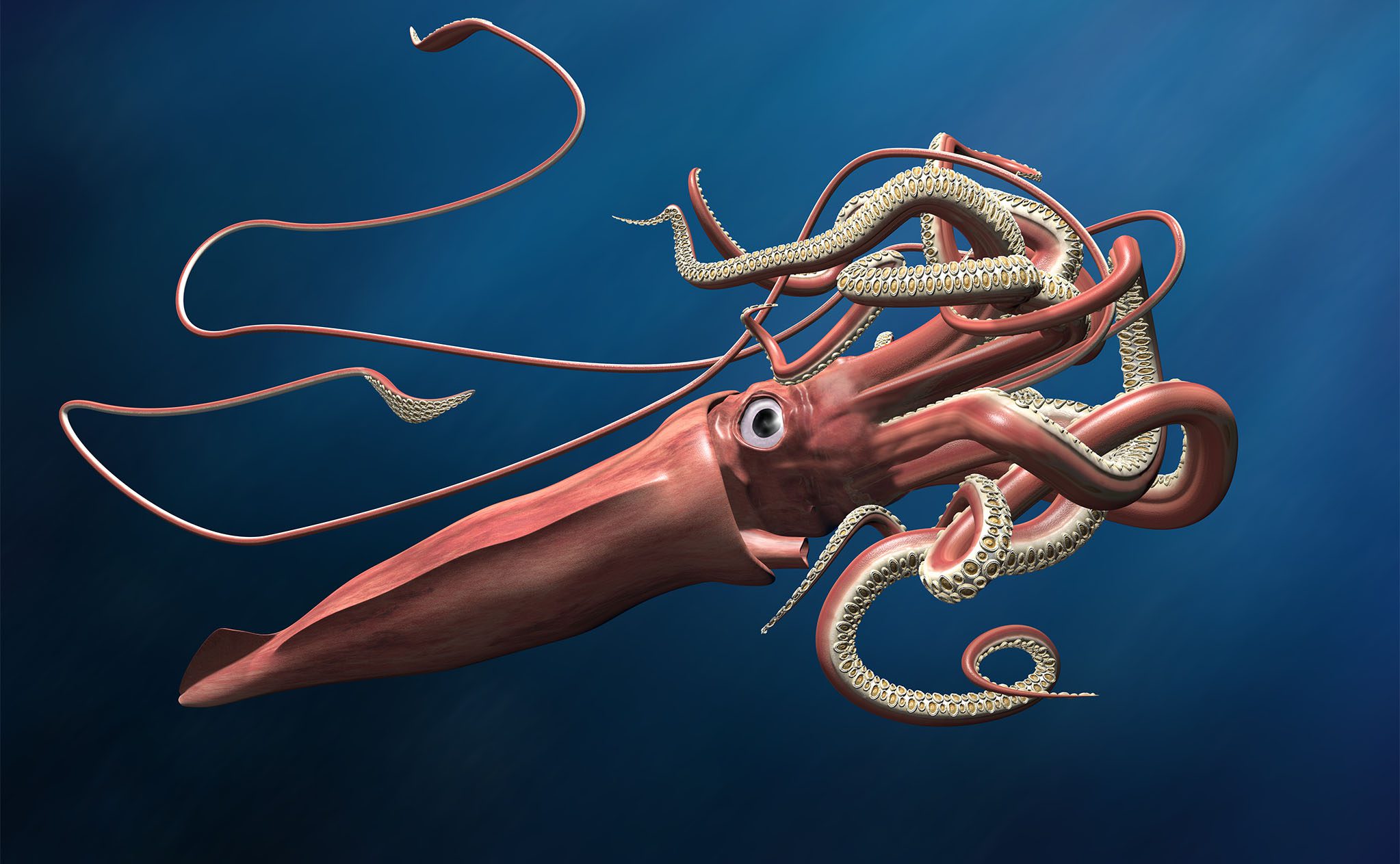 Squid Ocean Animals