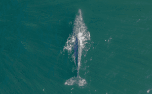 Gray Whale Clickable