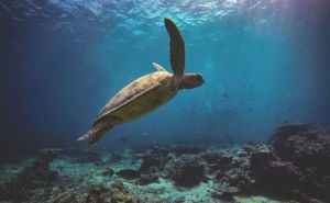 Green Sea Turtle Clickable