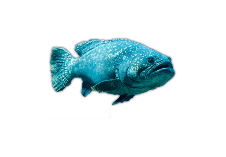 Grouper Graphic