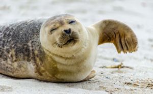 Harbor Seal Clickable