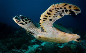 Hawksbill Sea Turtle Clickable