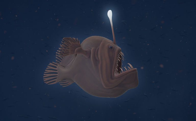 Humpback Anglerfish Clickable