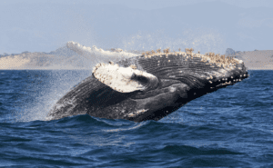 Humpback Whale Clickable